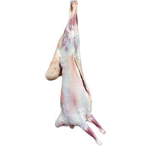 خروف نعيمي محلي (عقيقة)